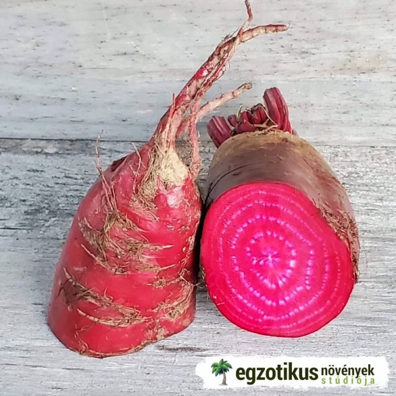Eckendorfi Vörös mangelrépa , óriás cékla, Beta vulgaris, gyökérzöldség, zöldség